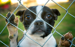small black and white dog peering through a chain link fence